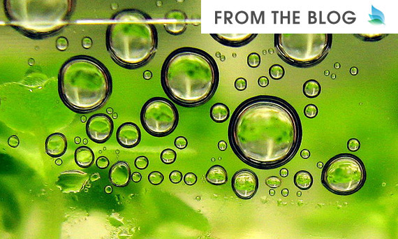 FromTheBlog_Biofuels